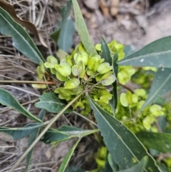 Dodonaea triquetra (Large-leaf Hop-Bush) at Deua River Valley, NSW - 30 Sep 2023 by Csteele4