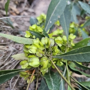 Dodonaea triquetra at Deua River Valley, NSW - 30 Sep 2023 05:04 PM