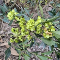 Dodonaea triquetra at Deua River Valley, NSW - 30 Sep 2023 05:04 PM