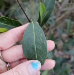 Dodonaea triquetra at Deua River Valley, NSW - 30 Sep 2023 05:04 PM