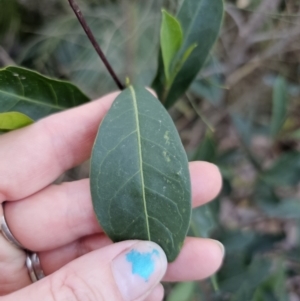 Dodonaea triquetra at Deua River Valley, NSW - 30 Sep 2023 05:04 PM