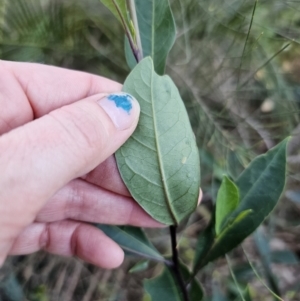 Dodonaea triquetra at Deua River Valley, NSW - 30 Sep 2023 05:04 PM