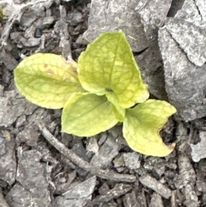 Pterostylis sp. at Aranda, ACT - suppressed