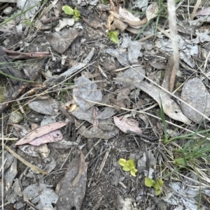 Pterostylis sp. at Aranda, ACT - suppressed