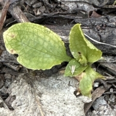 Pterostylis sp. at Aranda, ACT - suppressed