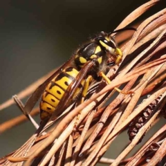 Vespula germanica (European wasp) at Sullivans Creek, Turner - 24 Sep 2023 by ConBoekel