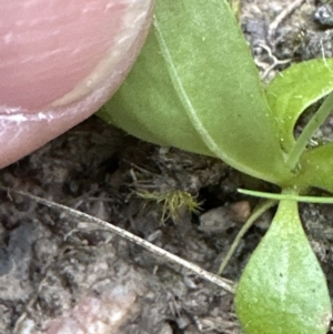 Hypochaeris glabra at Belconnen, ACT - 30 Sep 2023