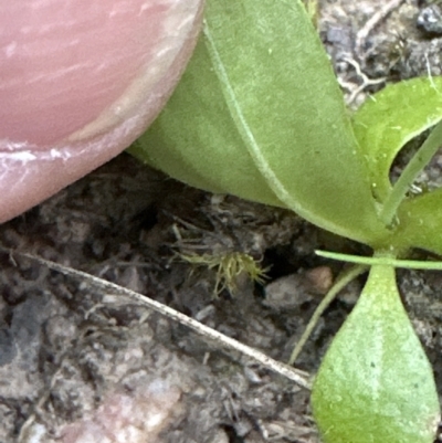 Hypochaeris glabra (Smooth Catsear) at Aranda, ACT - 30 Sep 2023 by lbradley