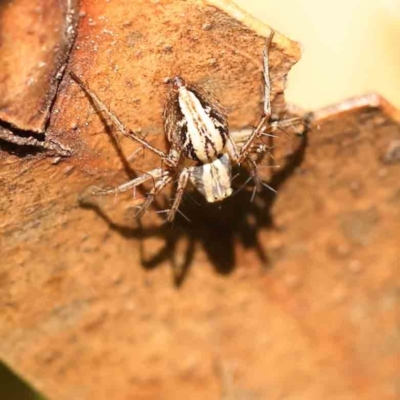 Oxyopes (genus) (Lynx spider) at Turner, ACT - 24 Sep 2023 by ConBoekel