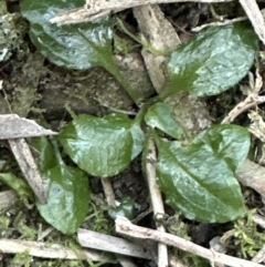 Pterostylis sp. (A Greenhood) at Point 49 - 30 Sep 2023 by lbradley