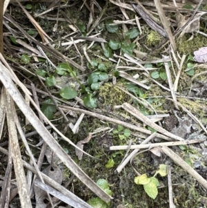 Pterostylis sp. at Aranda, ACT - 30 Sep 2023