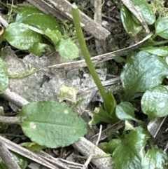 Pterostylis sp. at Aranda, ACT - 30 Sep 2023