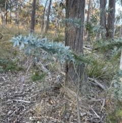 Acacia baileyana (Cootamundra Wattle, Golden Mimosa) at Belconnen, ACT - 30 Sep 2023 by lbradley