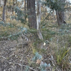 Acacia baileyana at Aranda, ACT - 30 Sep 2023 05:27 PM