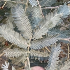 Acacia baileyana at Aranda, ACT - 30 Sep 2023 05:27 PM