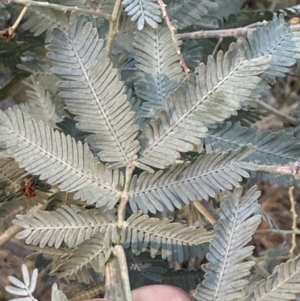 Acacia baileyana at Belconnen, ACT - 30 Sep 2023