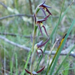 Lyperanthus suaveolens (Brown Beaks) at Point 4081 - 28 Sep 2023 by CathB