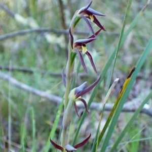 Lyperanthus suaveolens at Belconnen, ACT - 28 Sep 2023