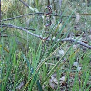 Lyperanthus suaveolens at Belconnen, ACT - 28 Sep 2023
