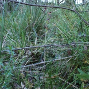 Lyperanthus suaveolens at Belconnen, ACT - 28 Sep 2023