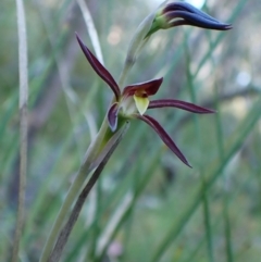 Lyperanthus suaveolens at Belconnen, ACT - 28 Sep 2023