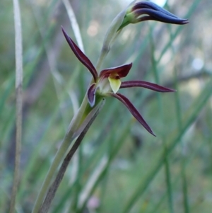 Lyperanthus suaveolens at Belconnen, ACT - 28 Sep 2023