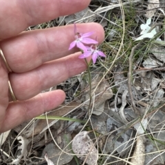 Caladenia carnea (Pink Fingers) at Belconnen, ACT - 30 Sep 2023 by lbradley