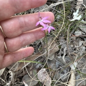 Caladenia carnea at Aranda, ACT - 30 Sep 2023