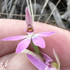 Caladenia carnea at Aranda, ACT - 30 Sep 2023