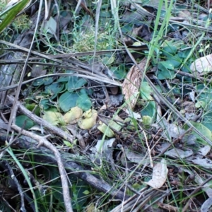 Corysanthes hispida at Belconnen, ACT - suppressed