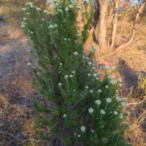 Cassinia aculeata subsp. aculeata at Kambah, ACT - 30 Sep 2023