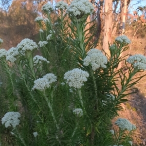 Cassinia aculeata subsp. aculeata at Kambah, ACT - 30 Sep 2023