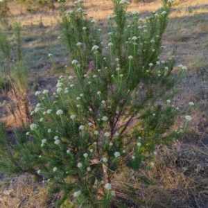 Cassinia aculeata subsp. aculeata at Kambah, ACT - 30 Sep 2023