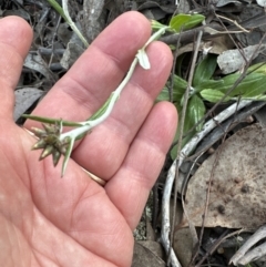 Euchiton japonicus (Creeping Cudweed) at Aranda Bushland - 30 Sep 2023 by lbradley