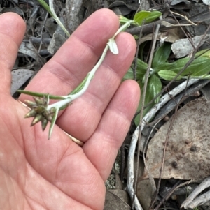 Euchiton japonicus at Aranda, ACT - 30 Sep 2023