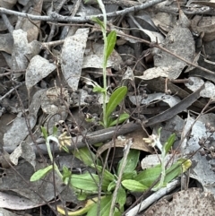 Euchiton japonicus at Belconnen, ACT - 30 Sep 2023