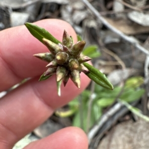 Euchiton japonicus at Aranda, ACT - 30 Sep 2023