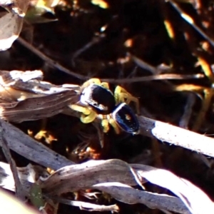 Maratus hesperus at Belconnen, ACT - 29 Sep 2023