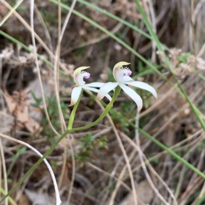 Caladenia ustulata (Brown Caps) at Canberra Central, ACT - 27 Sep 2023 by BronClarke