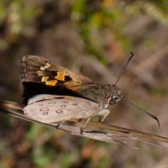 Trapezites phigalia (Heath Ochre) at Belconnen, ACT - 29 Sep 2023 by CathB