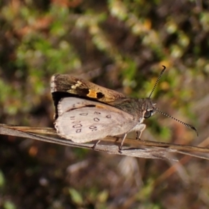 Trapezites phigalia at Belconnen, ACT - 29 Sep 2023