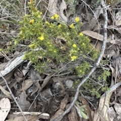 Hibbertia calycina (Lesser Guinea-flower) at Point 49 - 30 Sep 2023 by lbradley
