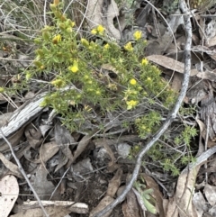 Hibbertia calycina (Lesser Guinea-flower) at Aranda, ACT - 30 Sep 2023 by lbradley