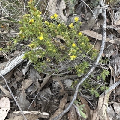 Hibbertia calycina (Lesser Guinea-flower) at Belconnen, ACT - 30 Sep 2023 by lbradley