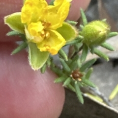 Hibbertia calycina at Aranda, ACT - 30 Sep 2023 05:44 PM