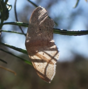 Scopula optivata at Belconnen, ACT - 29 Sep 2023 03:05 PM