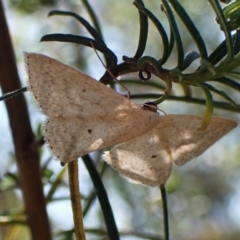 Scopula optivata at Belconnen, ACT - 29 Sep 2023 03:05 PM