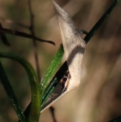 Scopula optivata at Belconnen, ACT - 29 Sep 2023