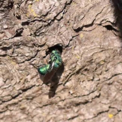 Primeuchroeus sp. (genus) (Cuckoo Wasp) at Turner, ACT - 24 Sep 2023 by ConBoekel