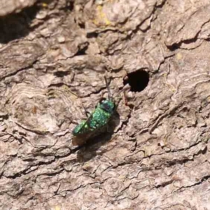 Primeuchroeus sp. (genus) at Sullivans Creek, Turner - 24 Sep 2023